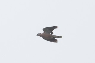 Red Collared-Dove, ML171057791