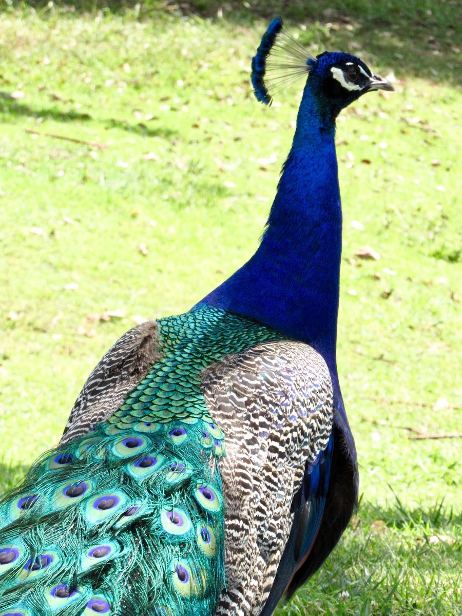 Indian Peafowl (Domestic type) - ML171058951