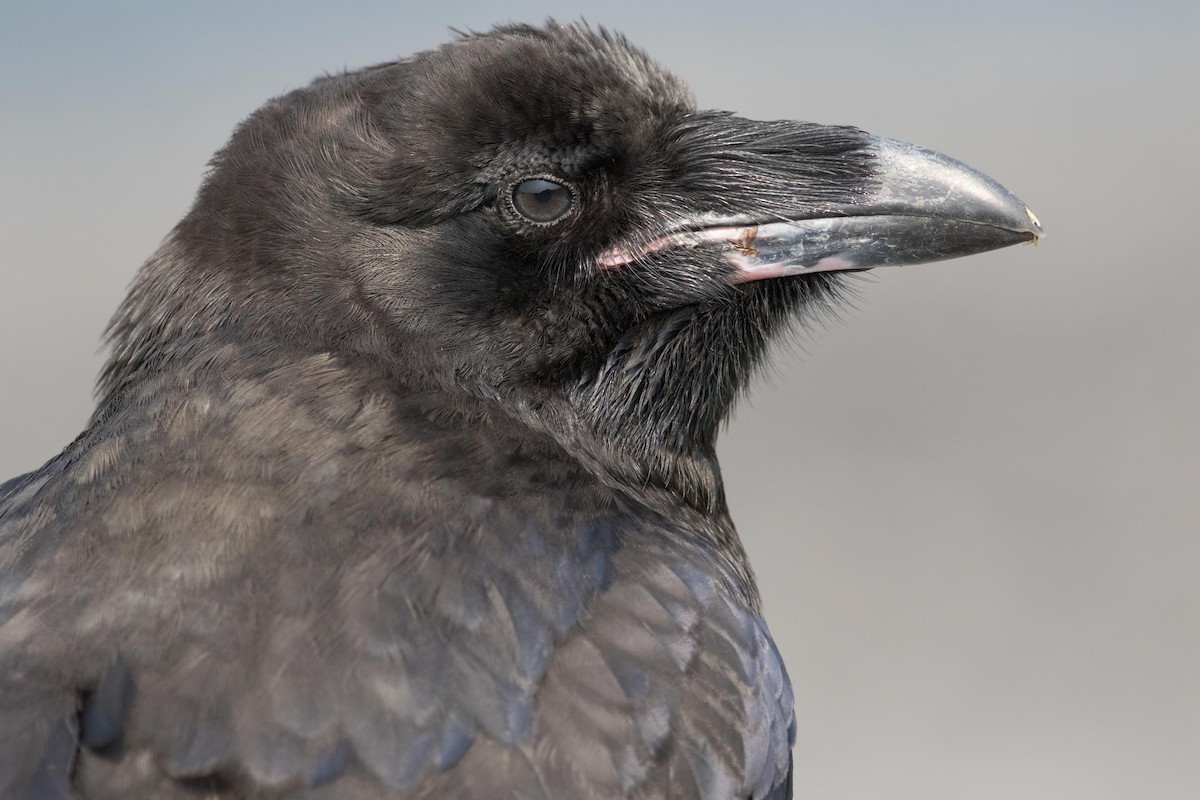 Common Raven - August Davidson-Onsgard