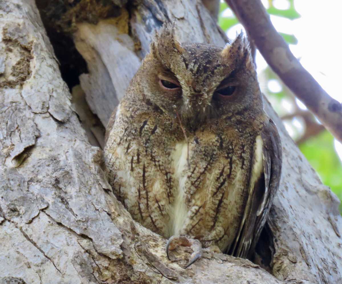 Madagascar Scops-Owl (Torotoroka) - ML171060541