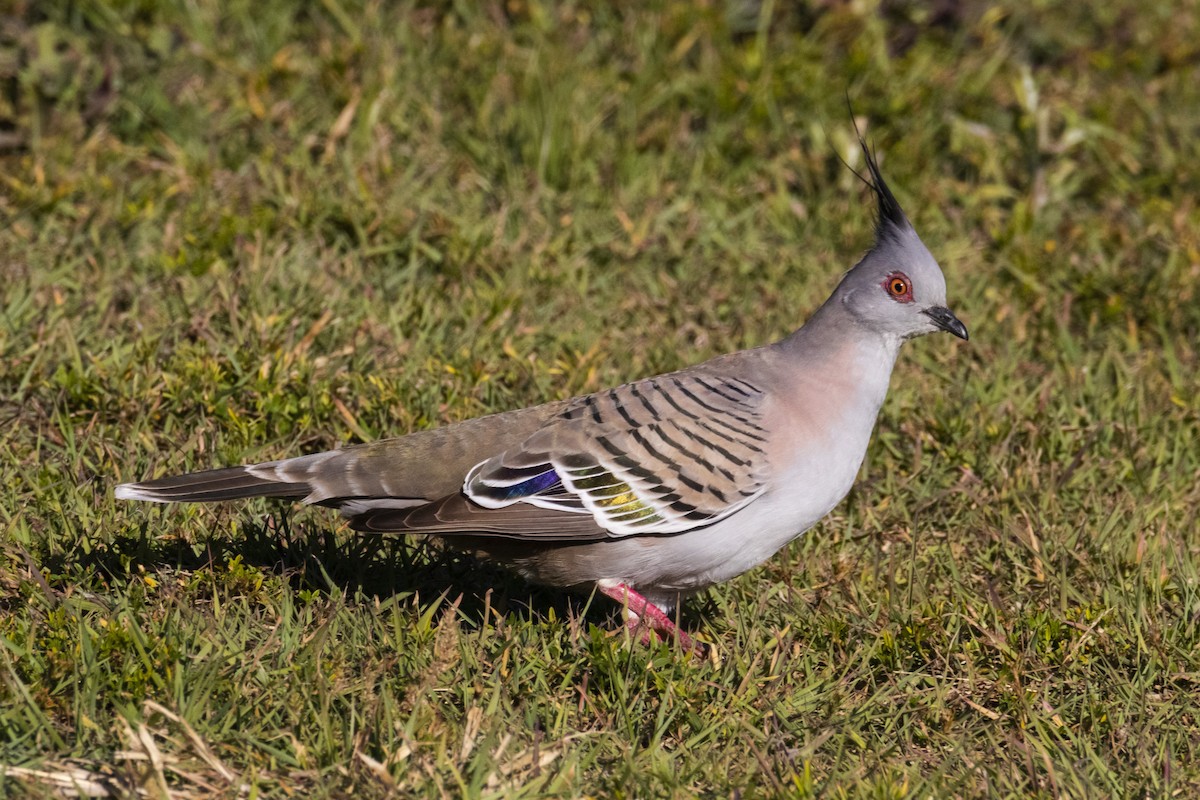 Crested Pigeon - ML171060791