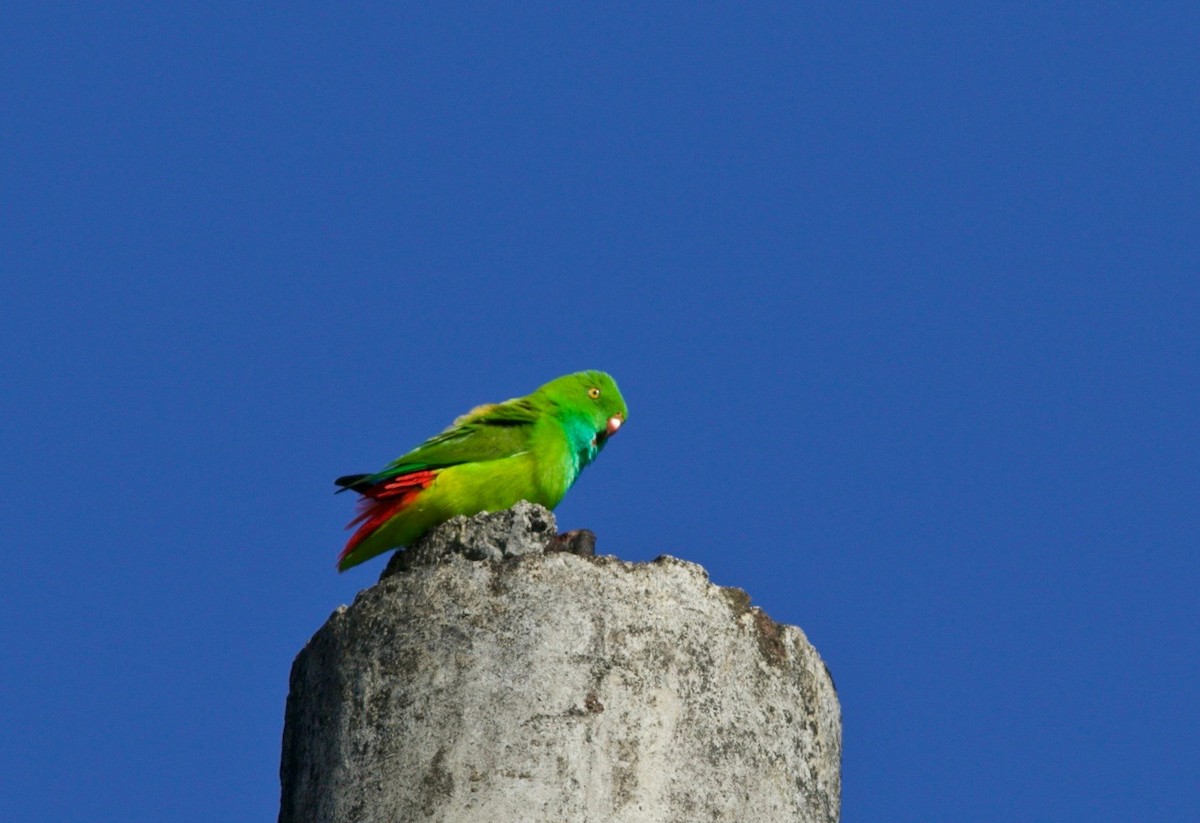 Pygmy Hanging-Parrot - ML171061501