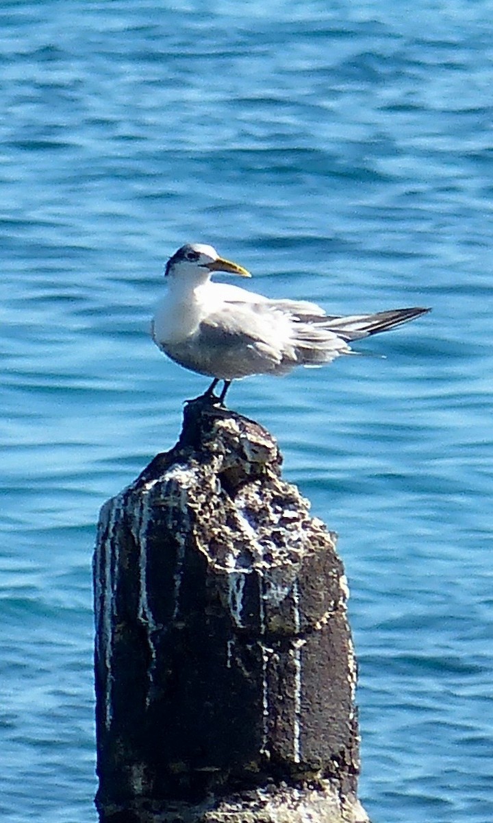 Great Crested Tern - Jenny Bowman