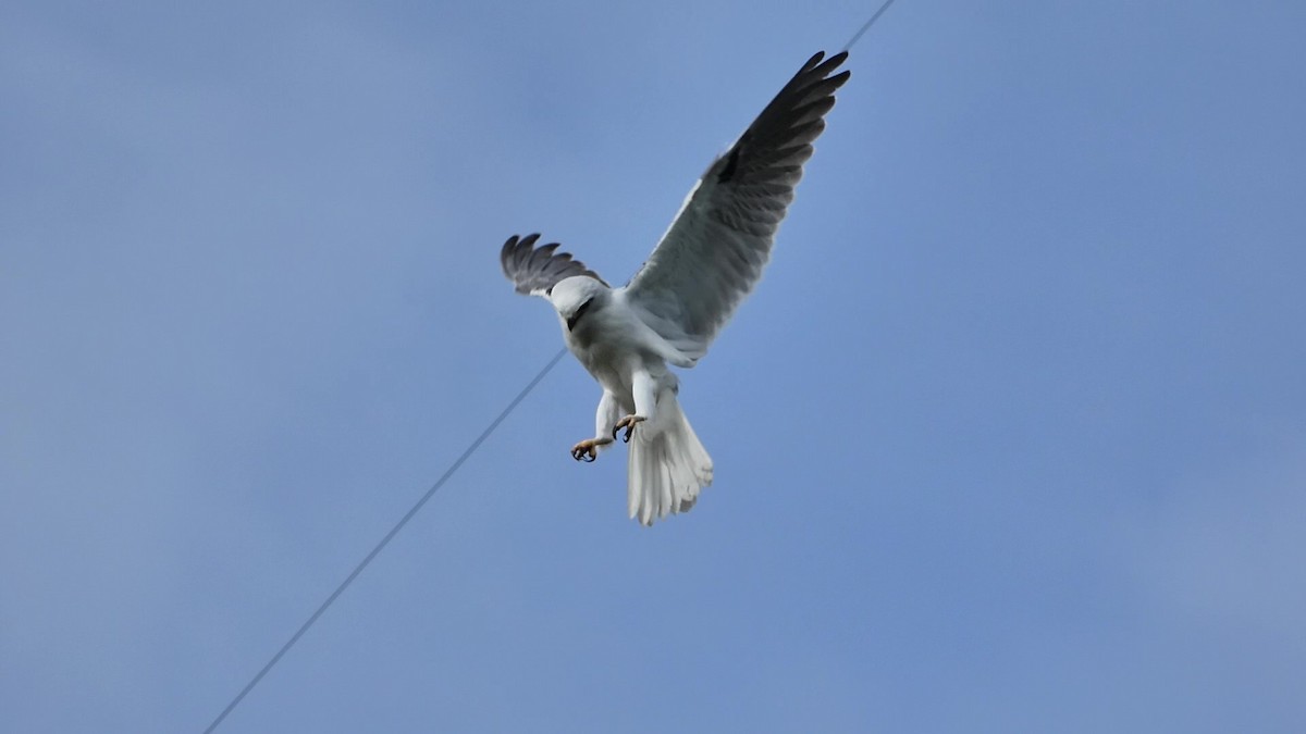 Black-shouldered Kite - Thomas Nataprawira