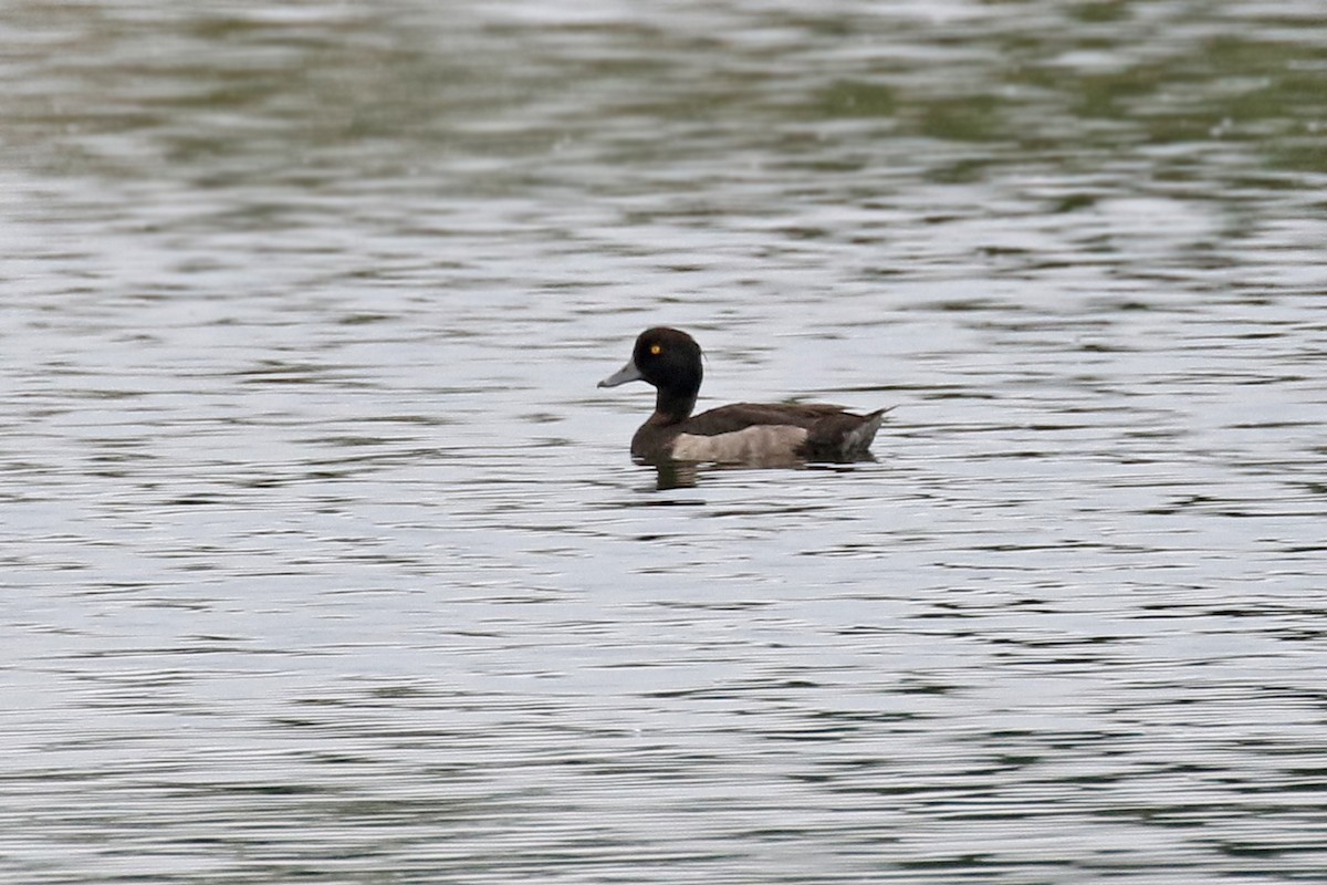 Tufted Duck - ML171067221