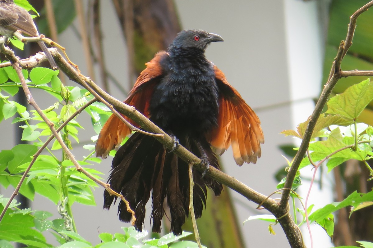 Greater Coucal - ML171068881