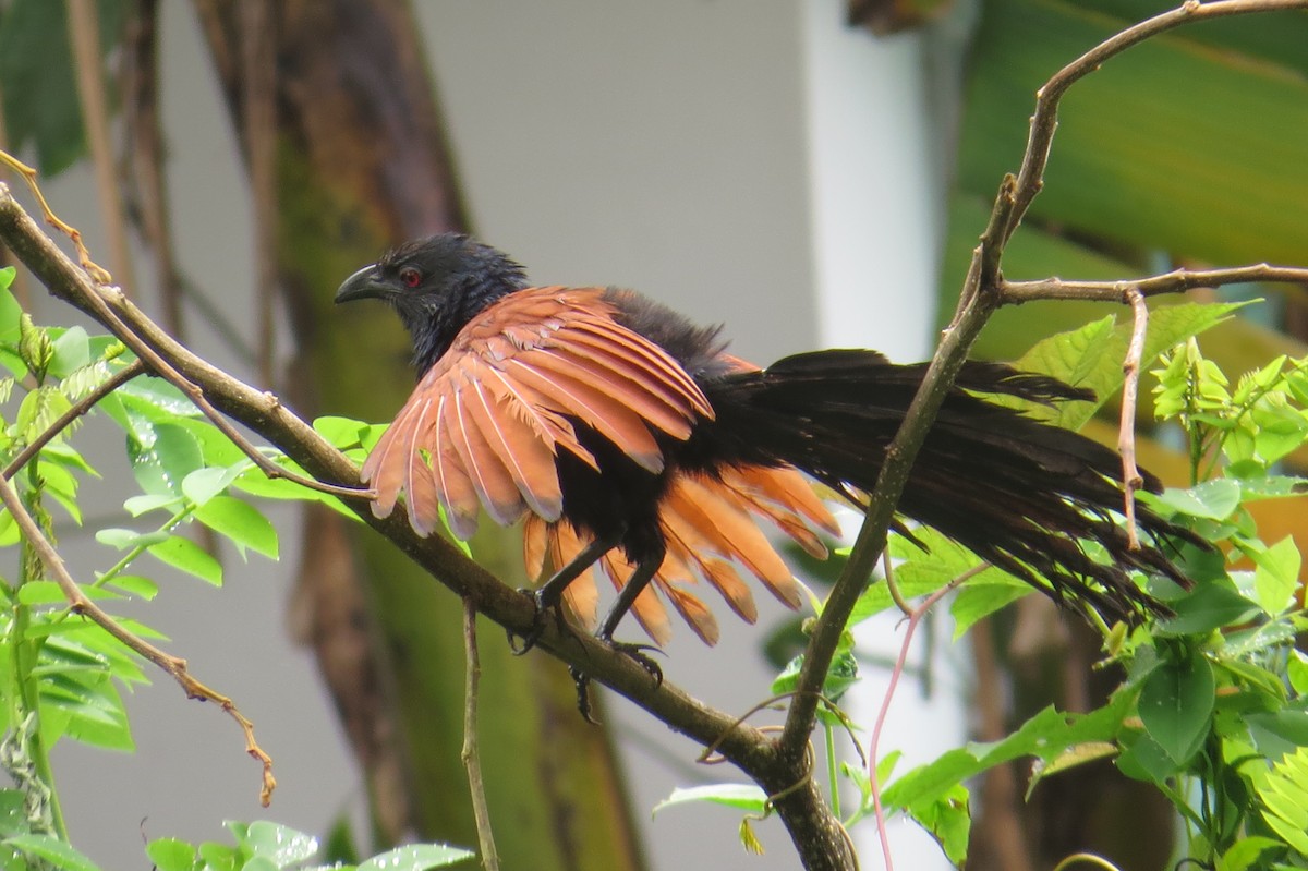 Greater Coucal - ML171068921