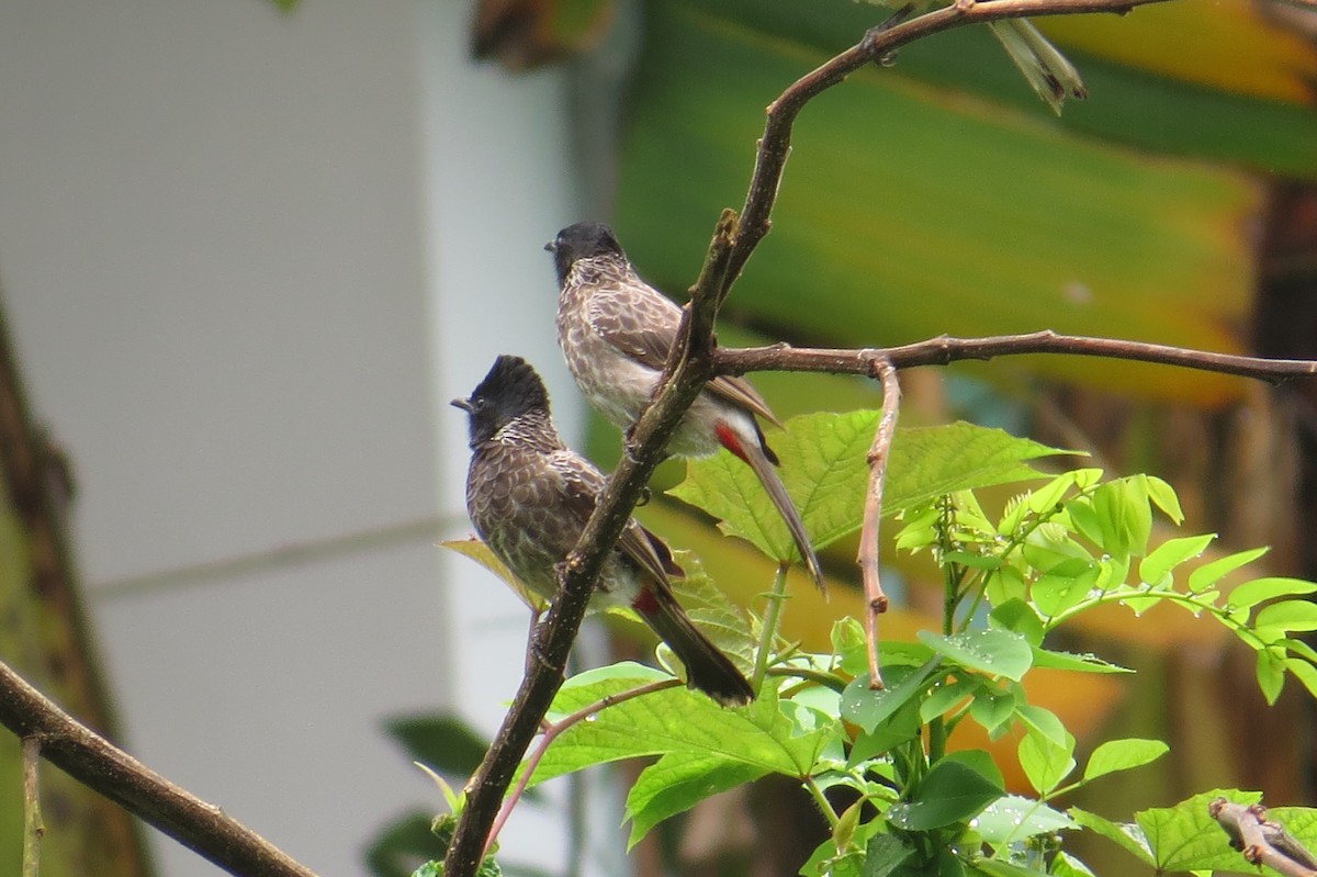 Red-vented Bulbul - ML171069021