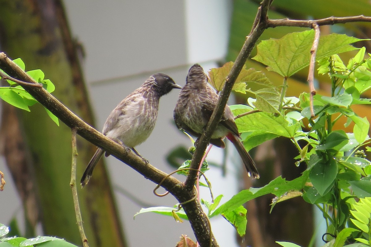 Red-vented Bulbul - ML171069051
