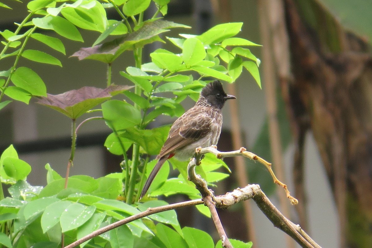 Red-vented Bulbul - ML171069071
