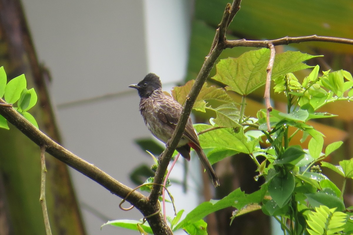Red-vented Bulbul - ML171069091