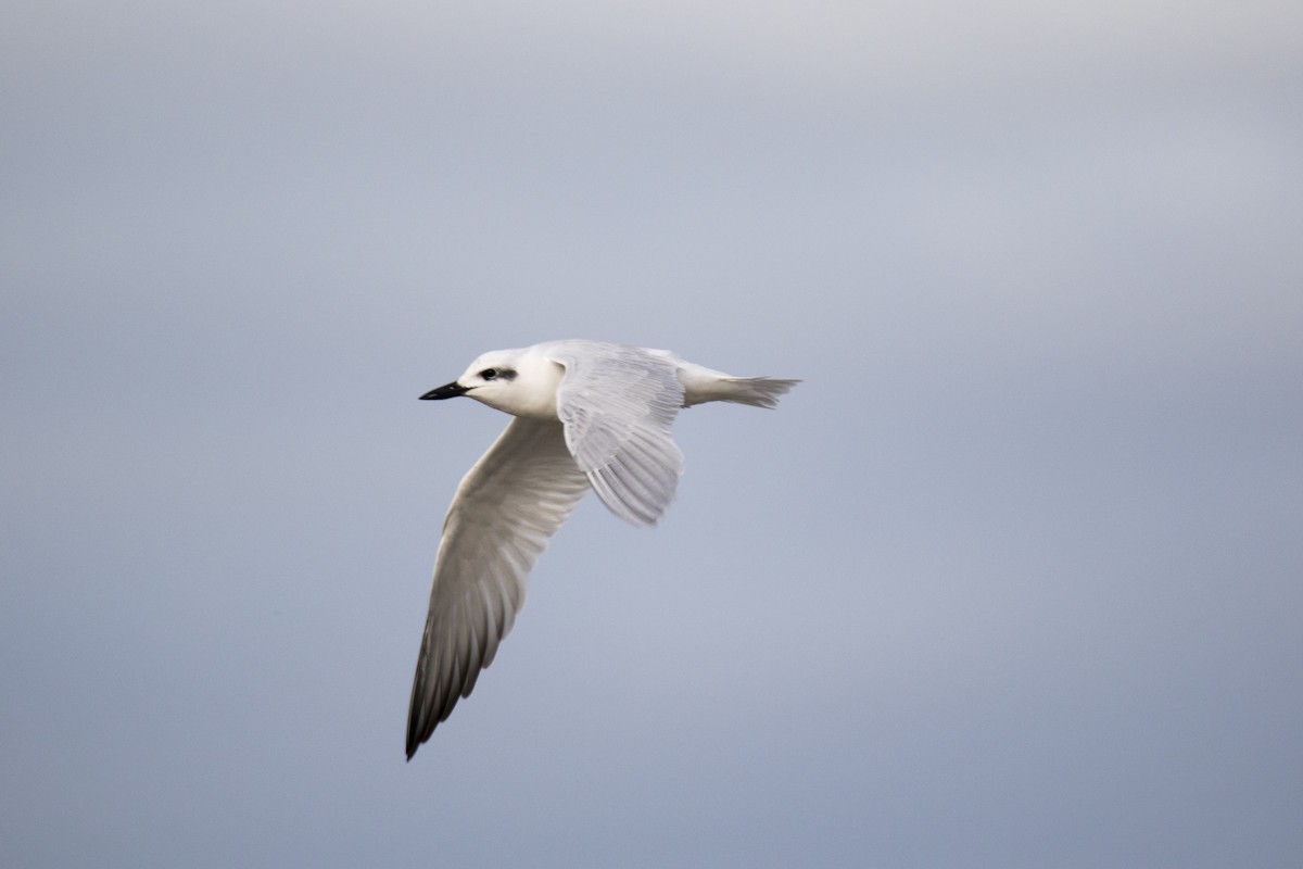 Gull-billed/Australian Tern - John Cantwell