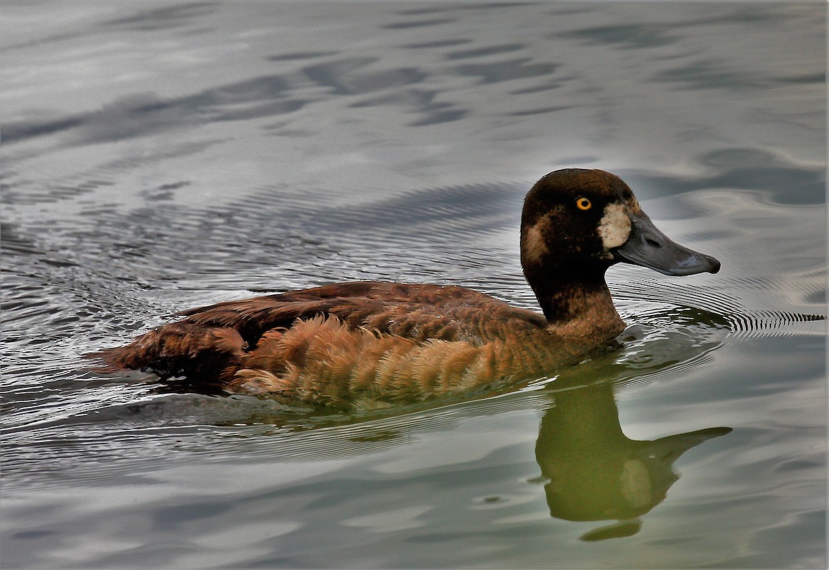 Greater Scaup - Theresa Gessing