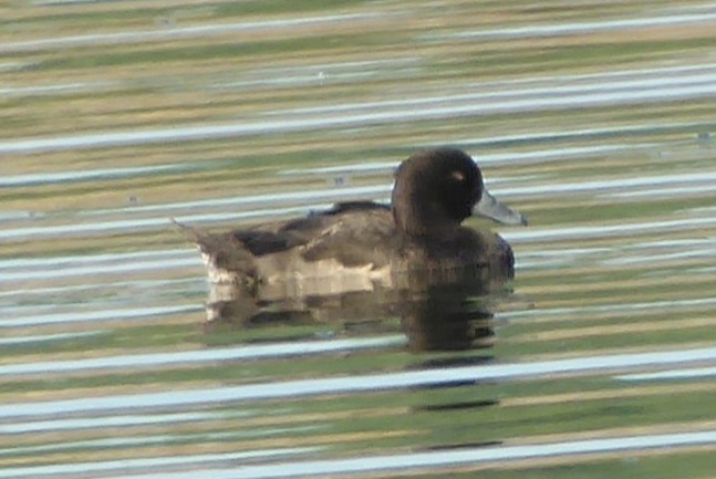 Tufted Duck - ML171077421
