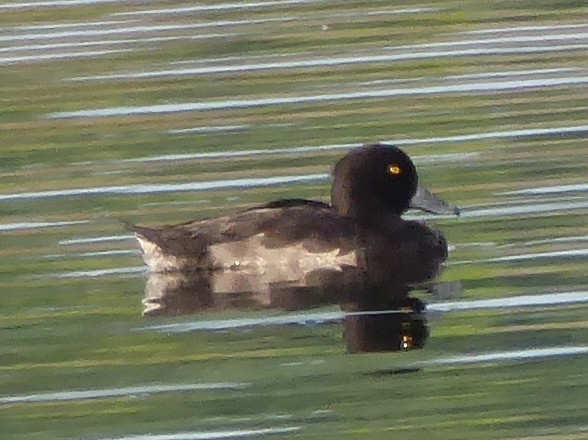 Tufted Duck - ML171077431