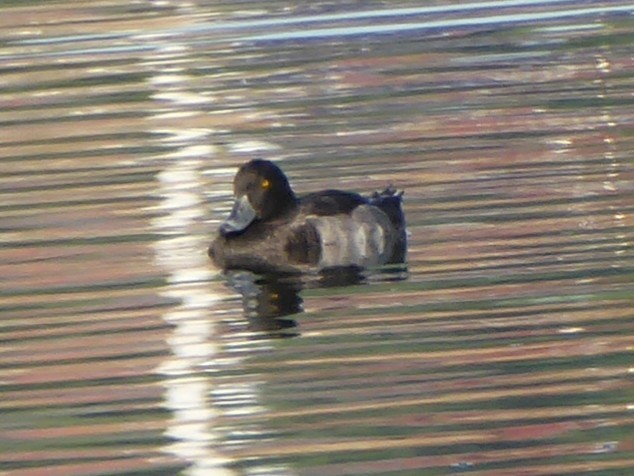 Tufted Duck - ML171077441