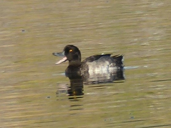 Tufted Duck - ML171077451