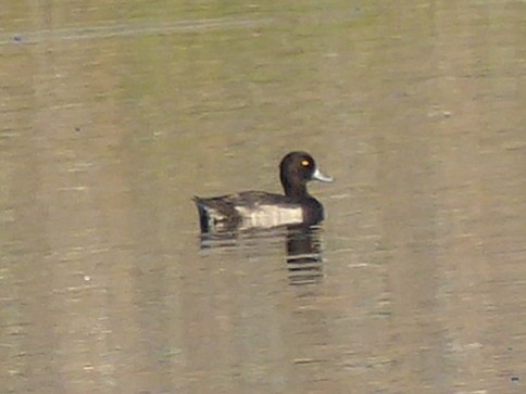 Tufted Duck - ML171077461