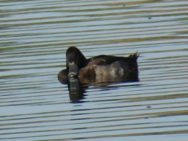 Tufted Duck - ML171077471