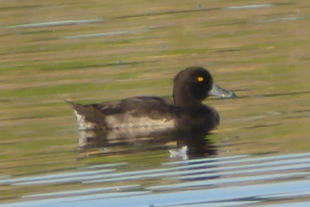 Tufted Duck - ML171077491