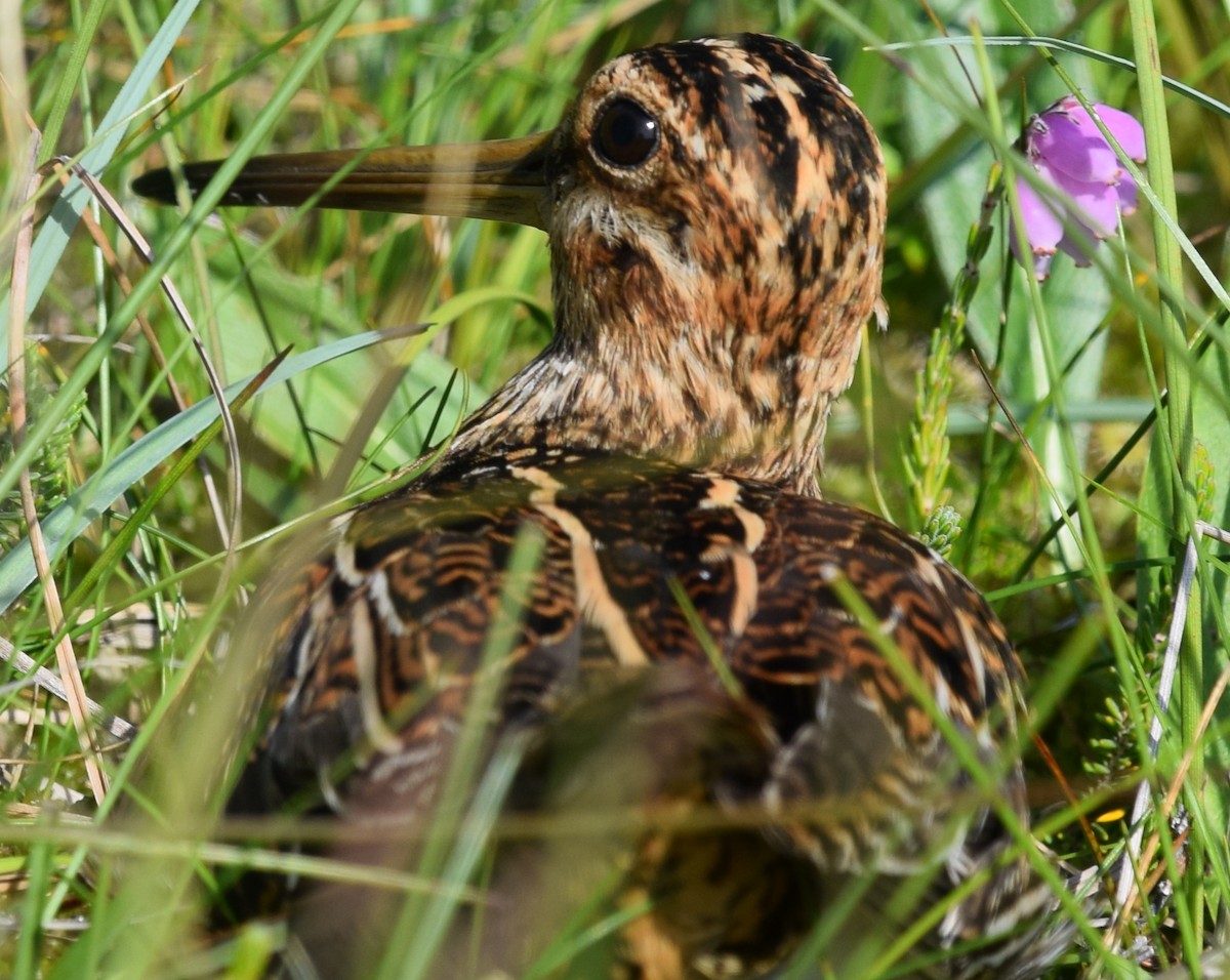 Common Snipe - Blair Whyte