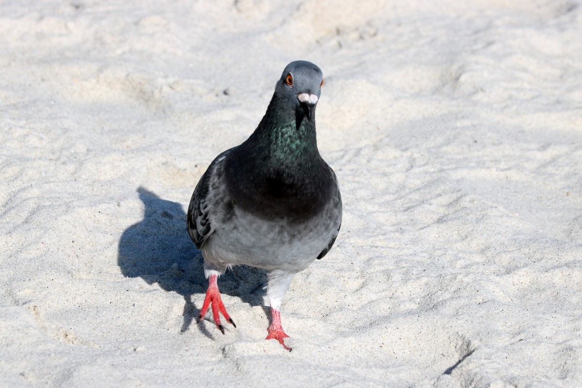 Rock Pigeon (Feral Pigeon) - ML171079841