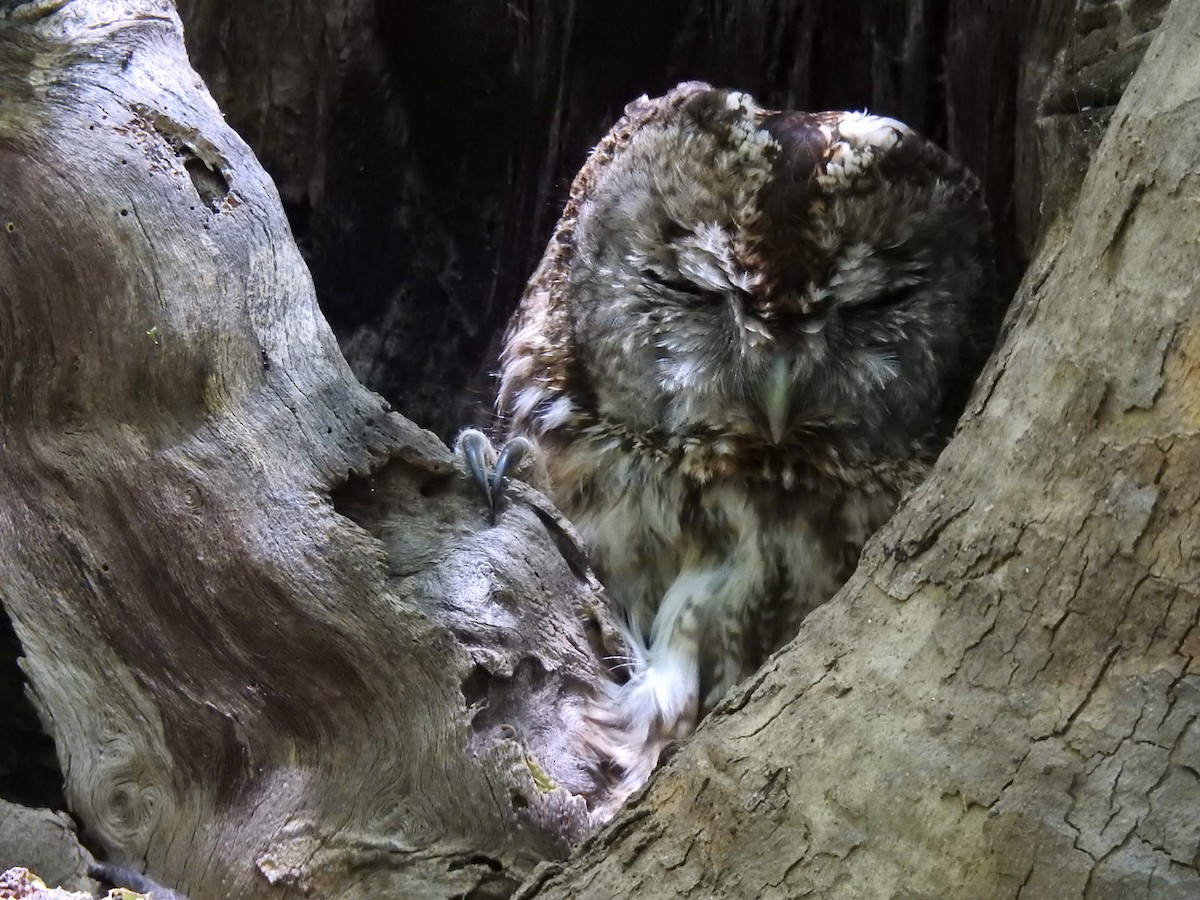 Tawny Owl - Aris Vouros