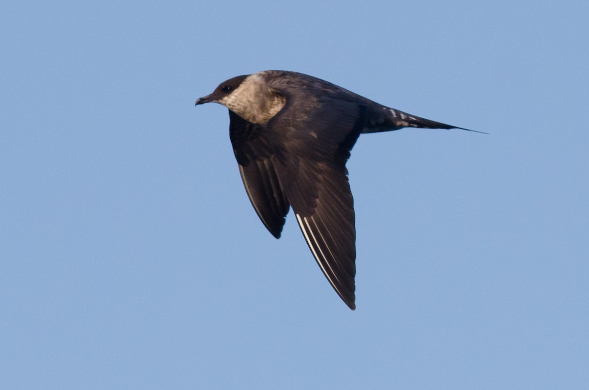 Long-tailed Jaeger - ML171088091