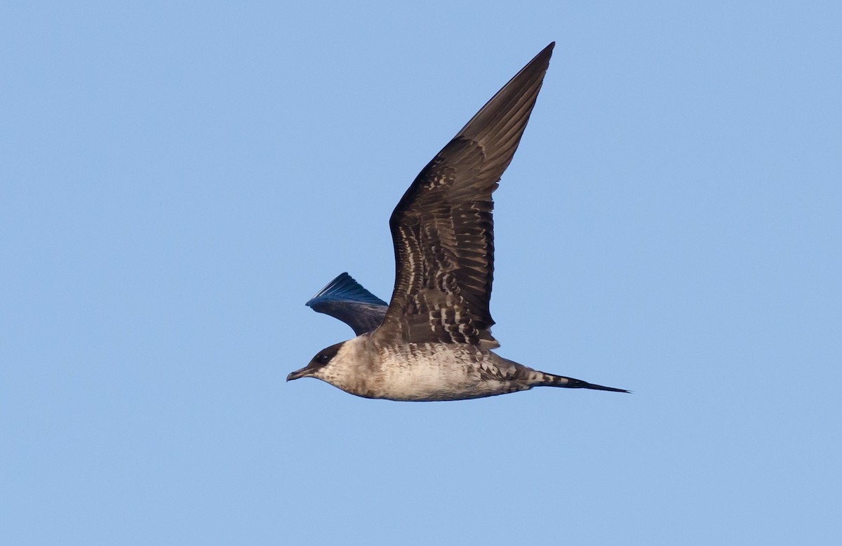 Long-tailed Jaeger - ML171088241