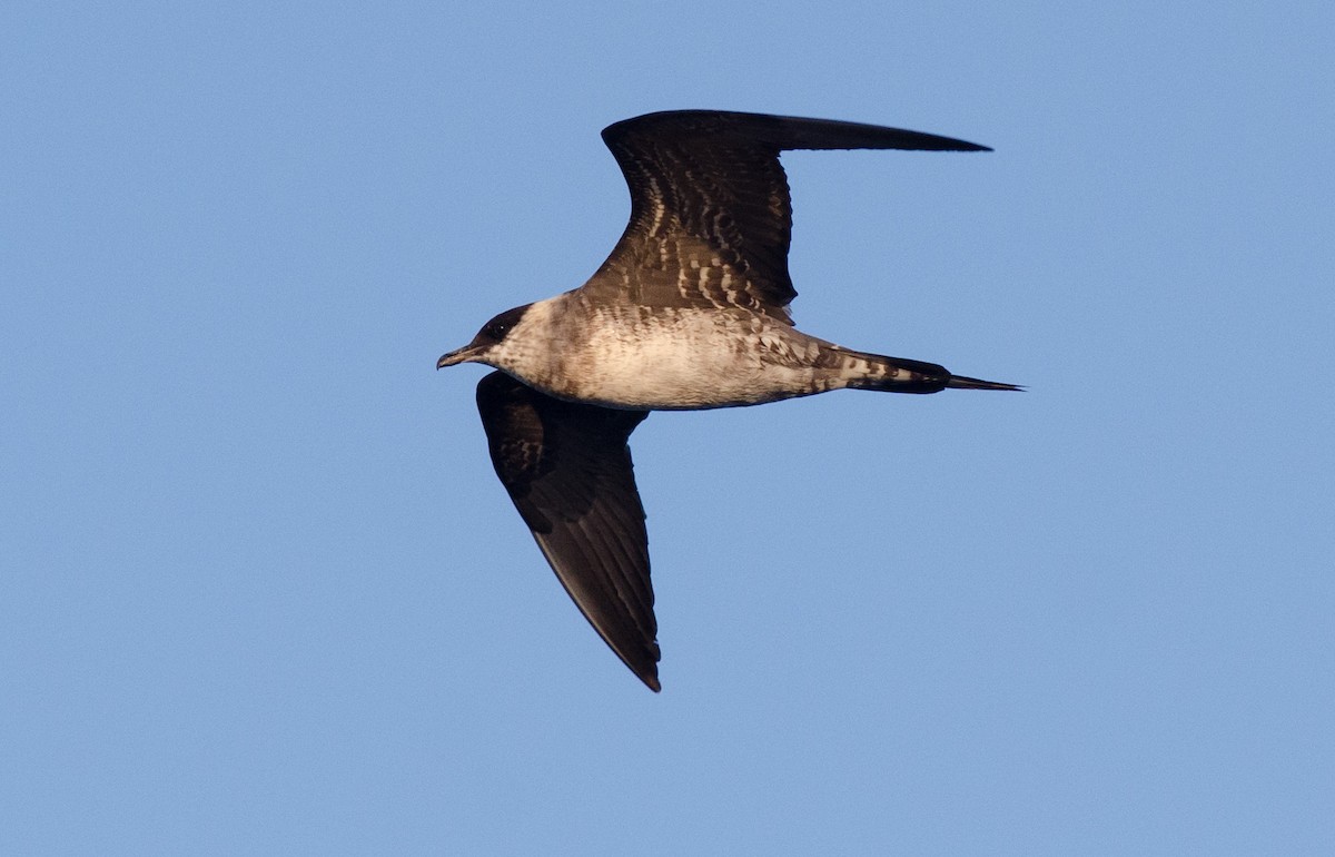 Long-tailed Jaeger - ML171088331