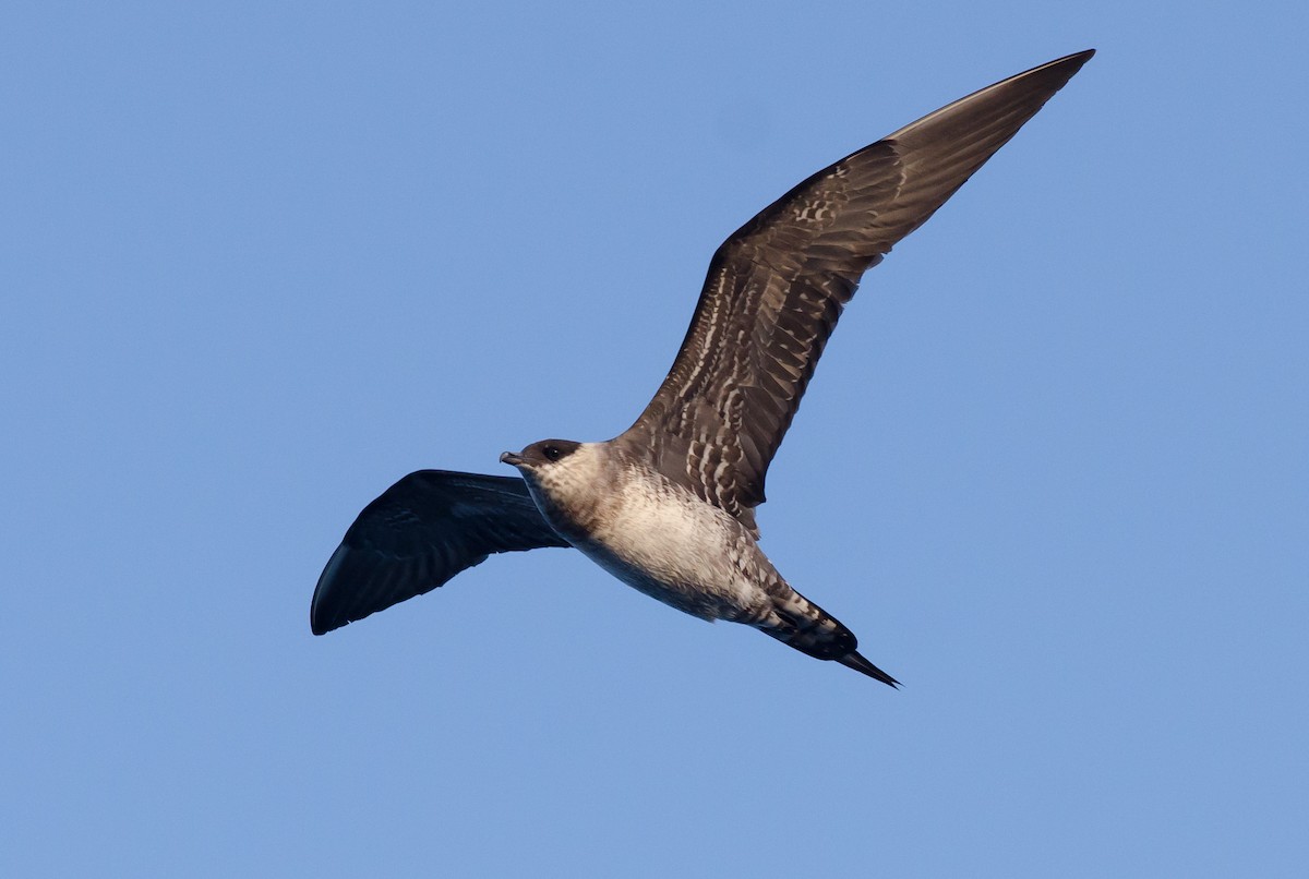 Long-tailed Jaeger - ML171088471
