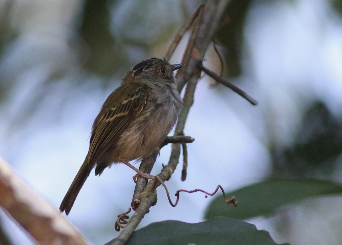 Double-banded Pygmy-Tyrant - Andre Moncrieff