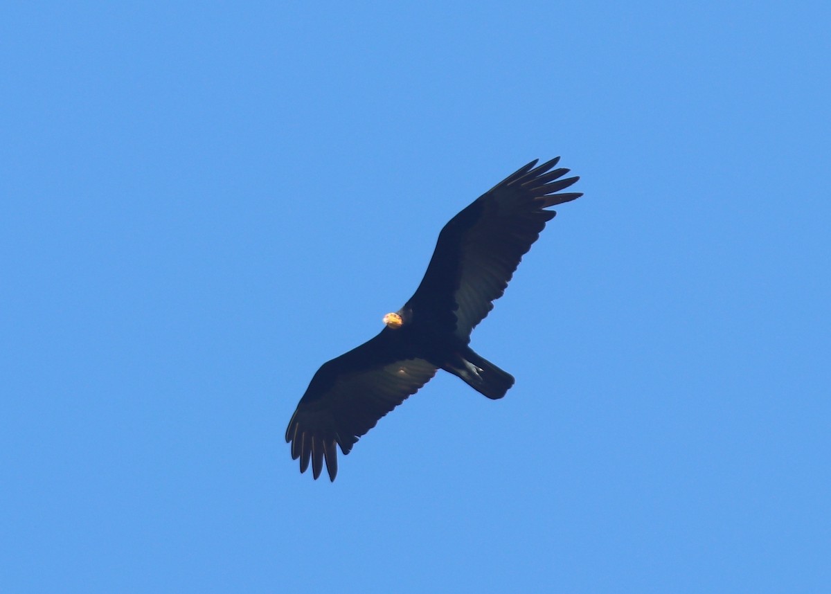 Greater Yellow-headed Vulture - ML171089361