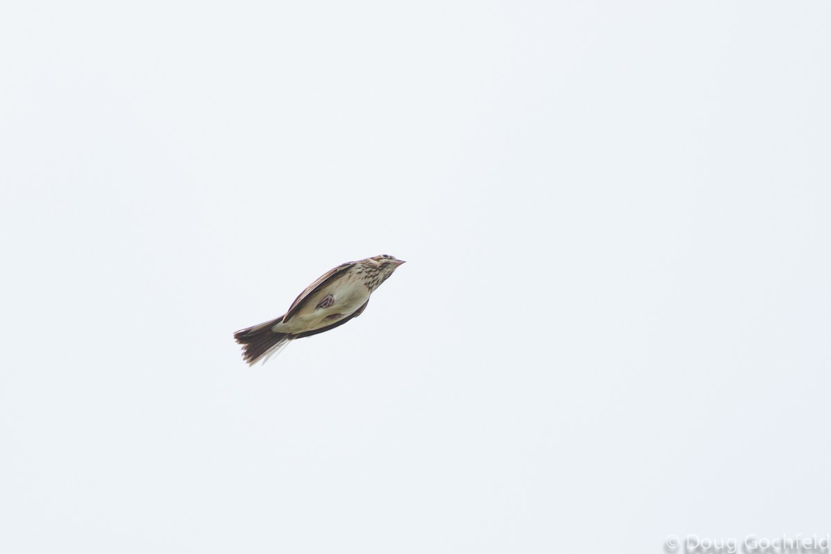 Vesper Sparrow - Doug Gochfeld