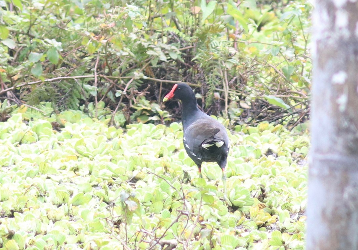 Common Gallinule - Andre Moncrieff