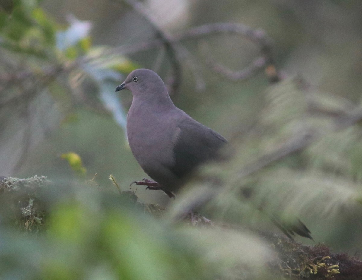 Plumbeous Pigeon - Andre Moncrieff