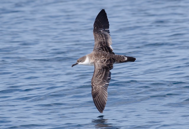 Possible confusion species: Great Shearwater (<em class="SciName notranslate">Ardenna gravis</em>). - Great Shearwater - 