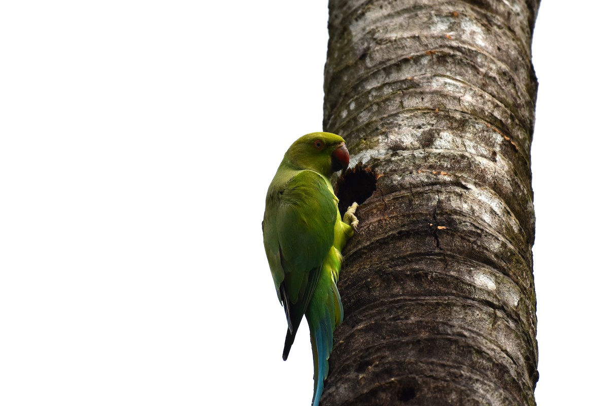 tanımsız küçük papağan (Psittaciformes sp.) - ML171093001