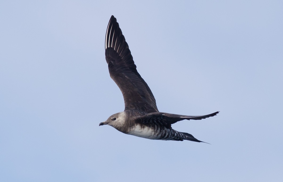 Long-tailed Jaeger - ML171093301