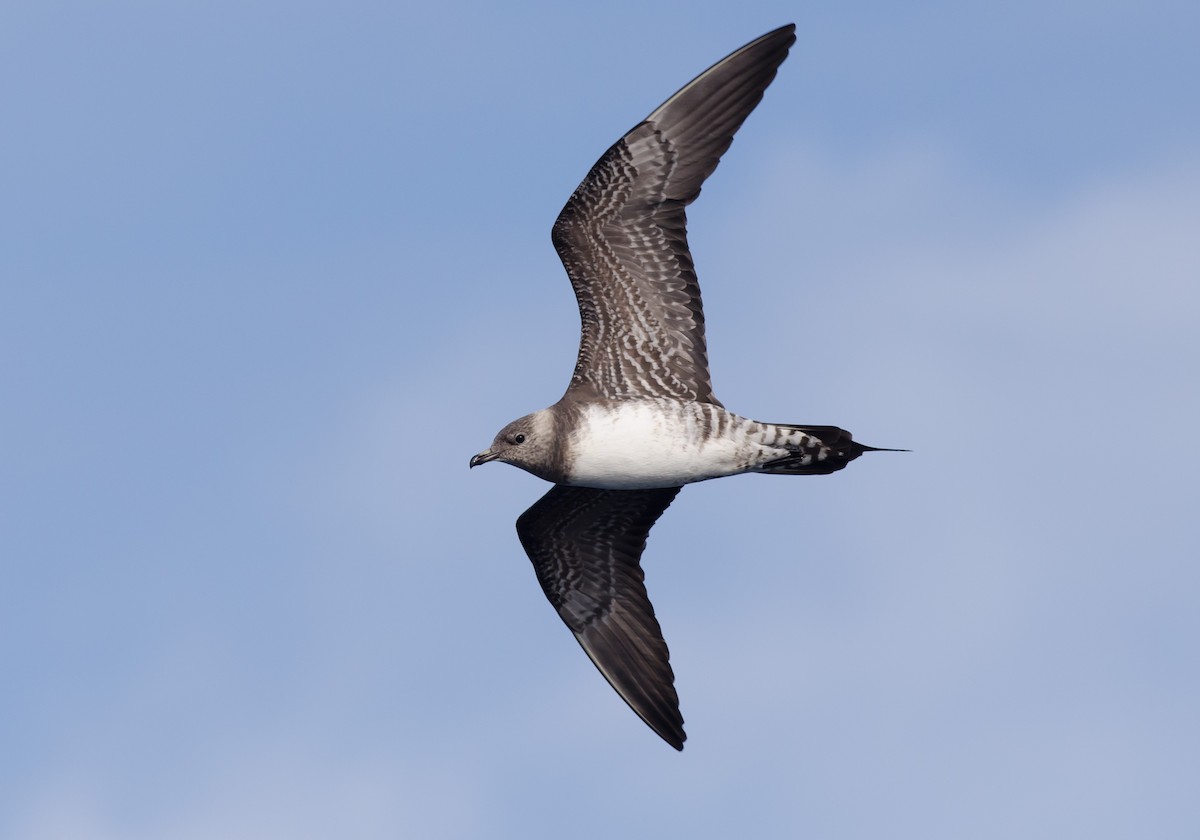 Long-tailed Jaeger - ML171093361