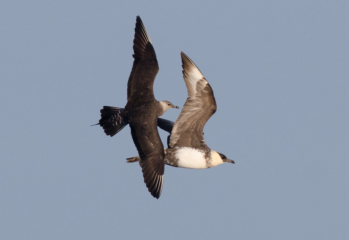 Long-tailed Jaeger - ML171093551