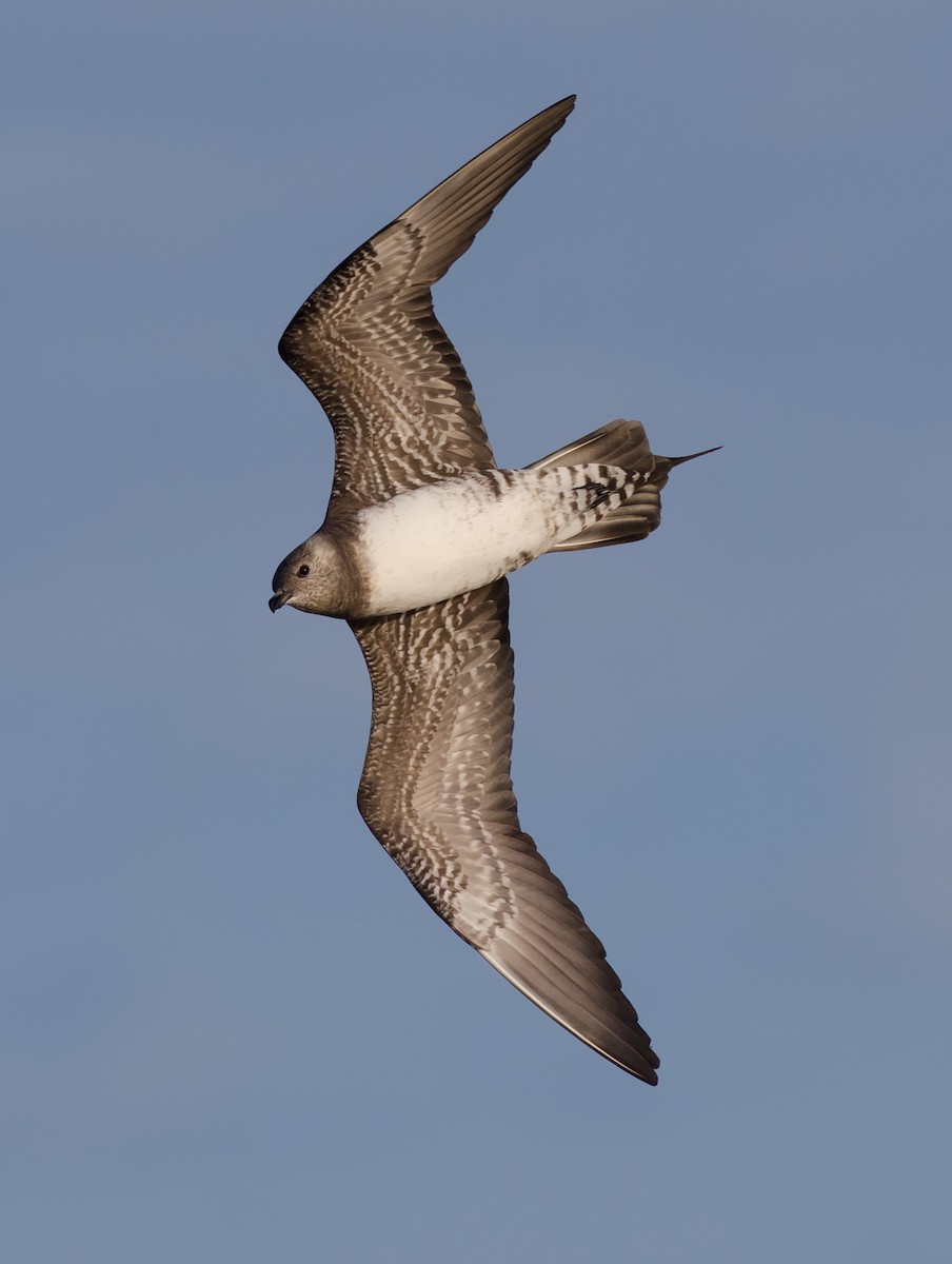 Long-tailed Jaeger - ML171093581
