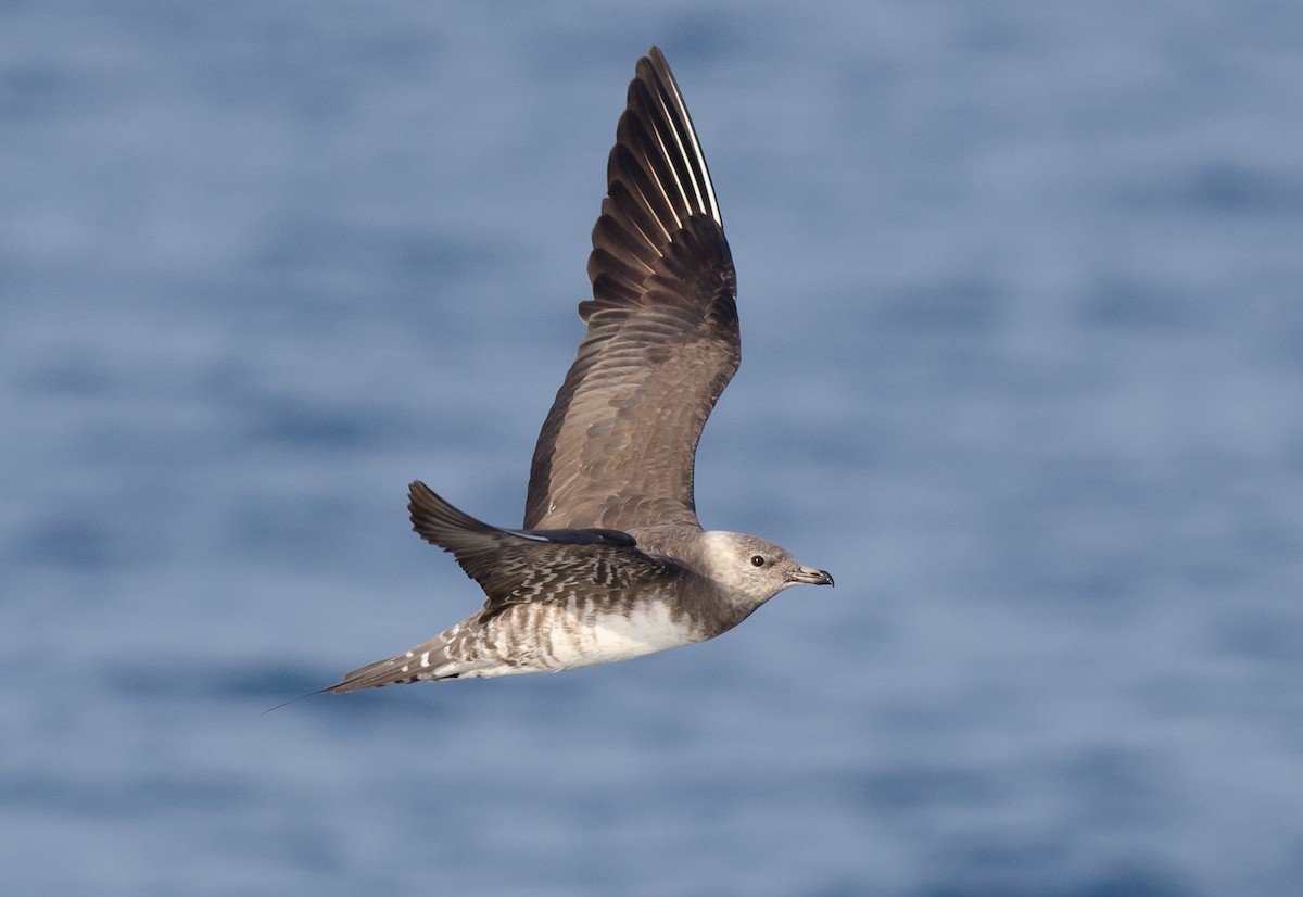 Long-tailed Jaeger - ML171093661