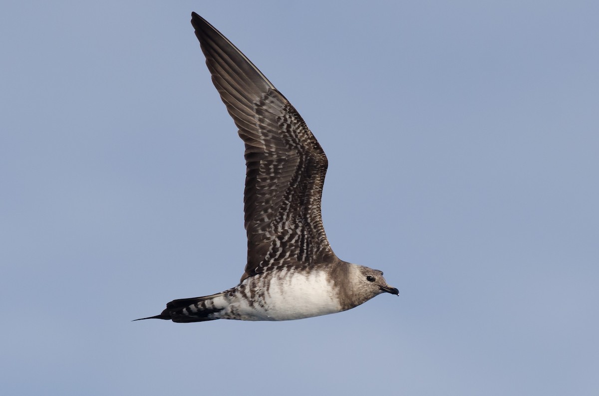 Long-tailed Jaeger - ML171093751