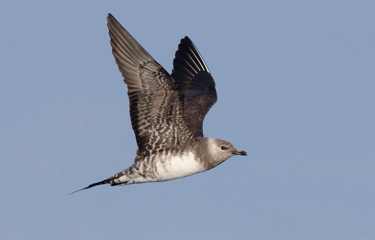 Long-tailed Jaeger - ML171093811