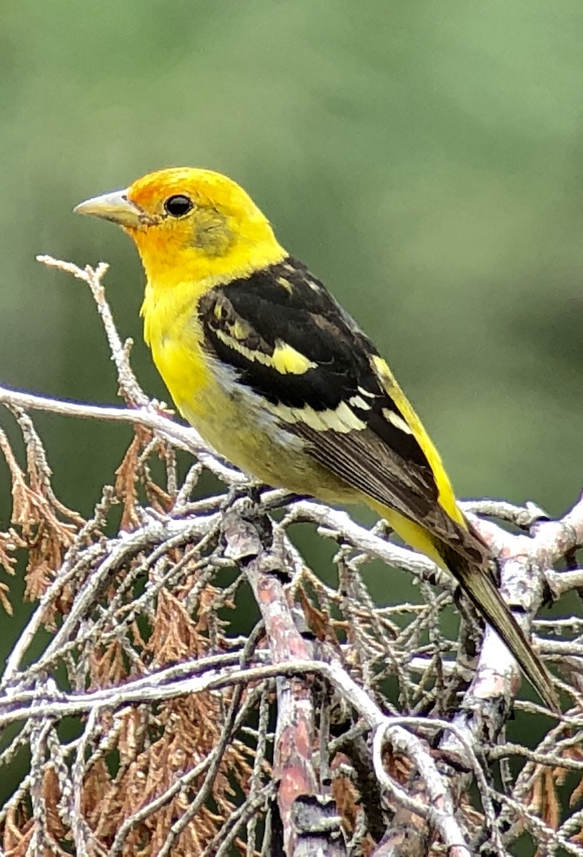 Western Tanager - Greg Vassilopoulos