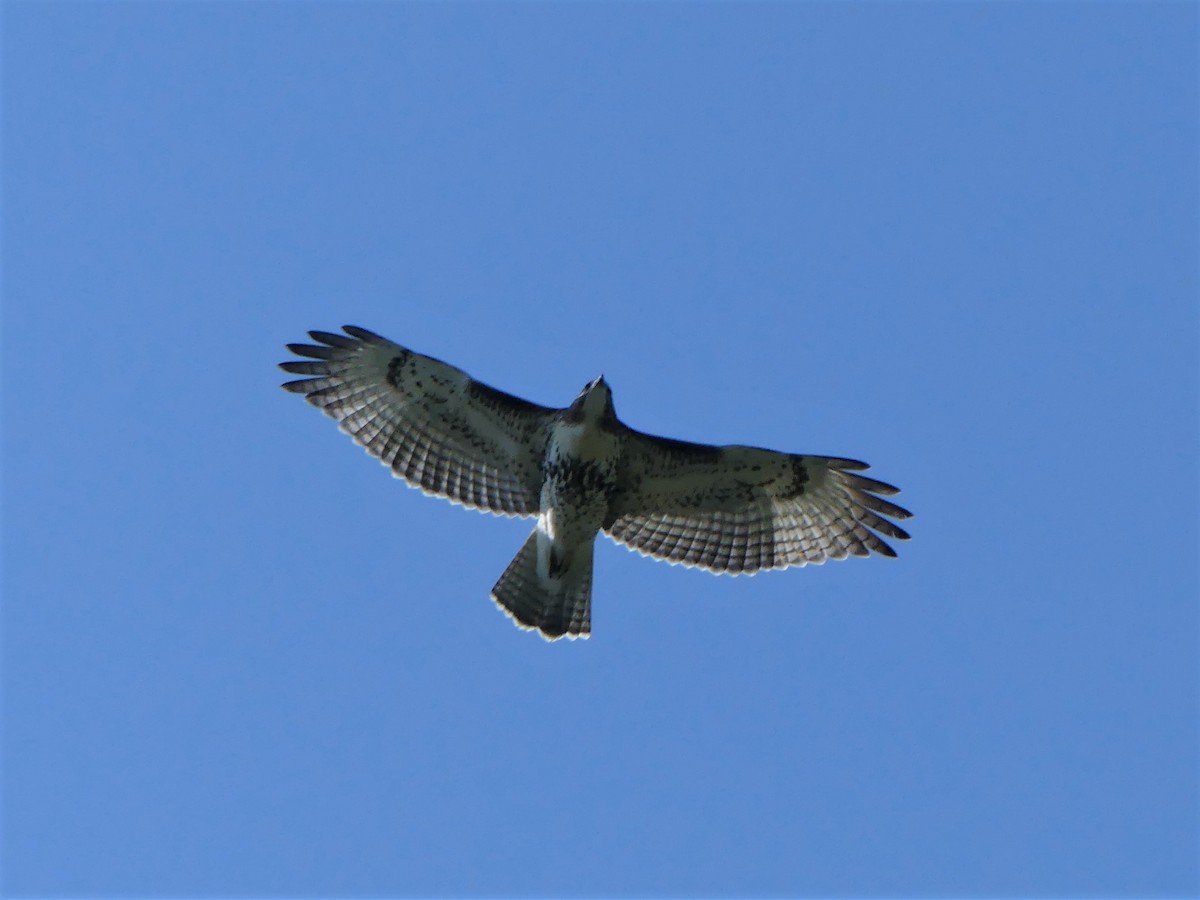 Red-tailed Hawk - ML171099621