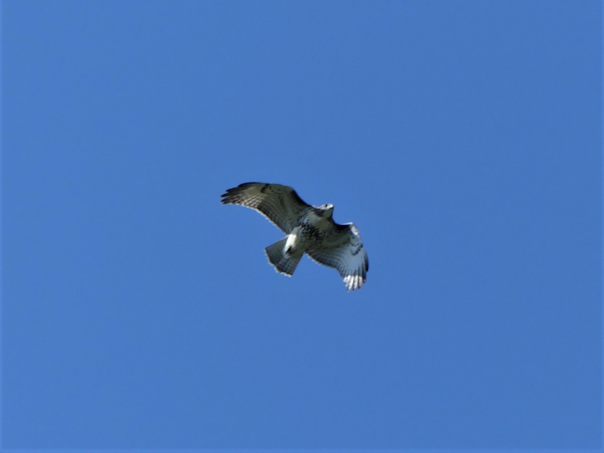 Red-tailed Hawk - ML171099661
