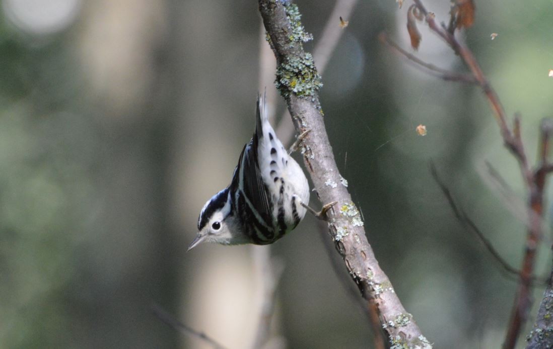 Black-and-white Warbler - ML171100281
