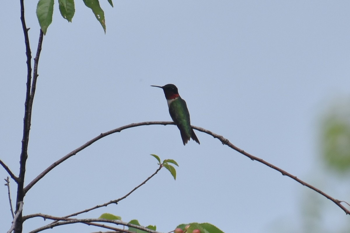 Ruby-throated Hummingbird - ML171101431